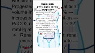 Respiratory physiology during pregnancy [upl. by Chisholm]