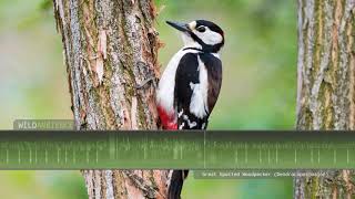 Woodpecker Sounds  Drumming pecking amp calls by a Great Spotted Woodpecker [upl. by Yelik87]