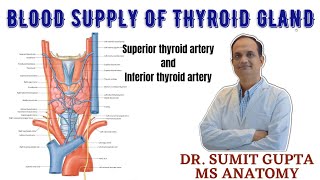 THYROID GLANDBLOOD SUPPLY  Superior amp Inferior Thyroid artery [upl. by Kristina]