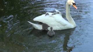 Baby swans Cygnets hitching a ride off mum Part 1 of 2 RARE FOOTAGE [upl. by Dell]