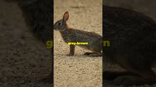 Some differences between rabbits and hares facts naturelovers rabbits  hares nature [upl. by Orlina]