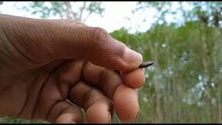 Leucaena leucocephala jumbay white leadtree ඉපිල් ඉපිල් [upl. by Werdna]