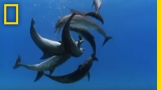 Bottlenose Dolphin Gang Rumble  National Geographic [upl. by Loma]