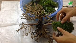 How to make a Bonsai for Aquarium With Micranthemum Monte Carlo [upl. by Aihceyt]