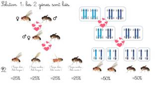 Brassage interchromosomique [upl. by Zetra]