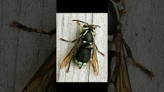 BaldFaced Hornet Dolichovespula maculata in Wasp Family Vespidae  Observed in Description [upl. by Harbed795]