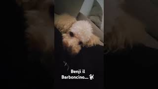 BARBONCINO AFFETTUOSO🐩❤️🐩 [upl. by Ola]