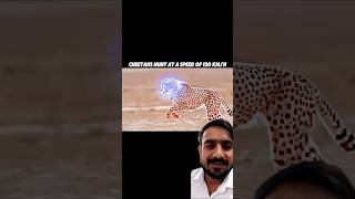 cheetah animals wildlife lion leopard anime animeedit onepunchman music cyberpunk2077 [upl. by Beatty412]