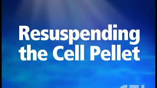 Resuspend PBMC Cell Pellet [upl. by Dorette]