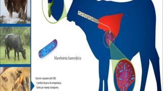 Mannheimia haemolytica Pasteurella haemolytica quotFiebre de embarquequot UAAANarro UL [upl. by Terryn]