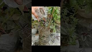 Repotting Indian gooseberry Amla plants in waste bottles viralviralvideo shortvideo [upl. by Angadresma15]