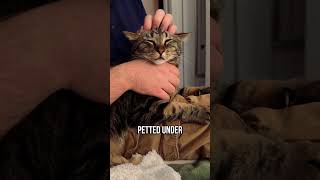 😽Does your cat love being petted [upl. by Ahsekahs265]