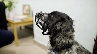 Muzzle Training Your Dog  The Battersea Way [upl. by Lotus]