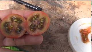 ⟹ Violet Jasper Tomato TASTE TEST AND REVIEW Solanum lycopersicum Indeterminate Tomato [upl. by Cele695]