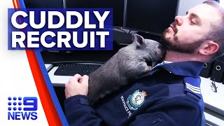 Police recruit young wombat into team  9 News Australia [upl. by Adrien]