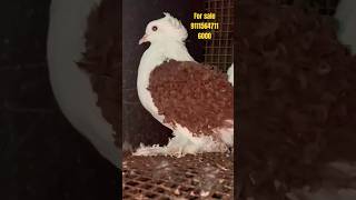 🔥 Frillback pigeon 🕊️ fancy pigeon video [upl. by Whitebook698]