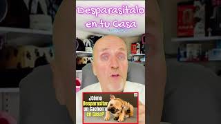 ¿COMO DESPARASITAR UN PERRO CACHORRO EN CASA [upl. by Sirtemed304]