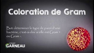 Coloration de Gram [upl. by Yerot]