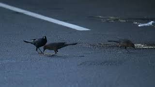 Boattailed Grackle gang at the Parking Lot [upl. by Larred]