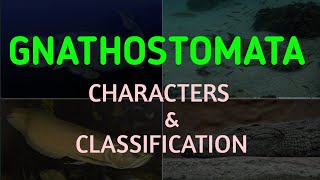 Gnathostomata Characters amp Classification Vertebrata  Chordata Classification of Chordata [upl. by Acino962]