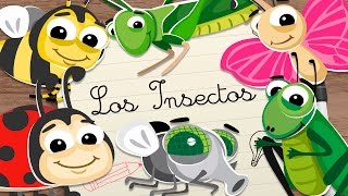 INSECTOS en ESPAÑOL para niños – Vídeos educativos para niños [upl. by Lednor724]