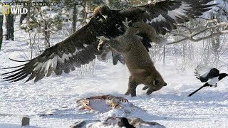 BBC  Life and hunting of large birds hawks eagles  English subtitles  Wildlife [upl. by Irtimd]