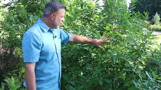 Common Winterberry Holly Ilex verticillata  Plant Identification [upl. by Bibby125]