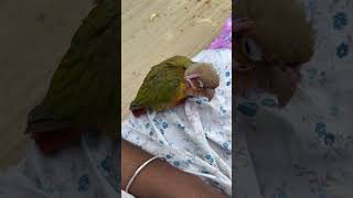 Miku ❤️ador khawar joono kamon korche reels viralvideo birds please like amp subscribe my channel [upl. by Robinia]