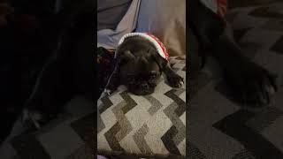 Gizmo the pug gets a new sweater and gets crazy zoomies [upl. by Ocsinarf]