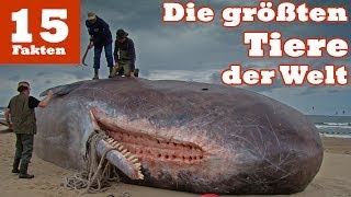 Die 15 größten Tiere der Welt [upl. by Korwun]