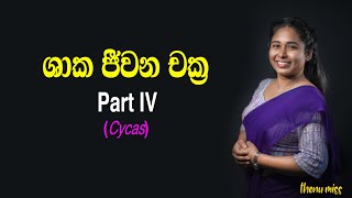 ශාක ජීවන චක්‍ර  Shaaka Jeewanachakra  Plant life cycles  Episode 04  Cycas  Thenu miss [upl. by Camile]