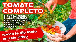 🍅 Como Plantar Tomates COMPLETO Siembra Plagas Hongos Fertilizantes Riego Poda y mucho más [upl. by Aliwt]