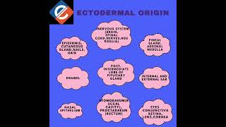 ECTODERMAL ORIGIN neet2024biologyscienceneetclass11onlinelearningmaninagaredtecheducraft [upl. by Eiramasil]