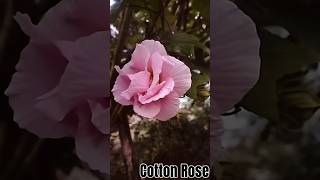 Cotton RoseAmazing World Views [upl. by Nisior]