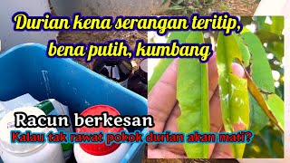 Kawalan berkesan serangga bena putih dan kumbang bagi durian musang king [upl. by Ahsac]