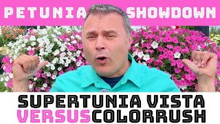 Petunia Showdown Supertunia Vista vs ColorRush [upl. by Enelyt]