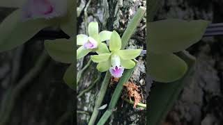 Lan rừng Việt Nam  Vanilla aphylla Lan vani không lá phonglandep orchidgarden [upl. by Akcirred601]