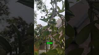 Broadleaf Killer vs Broadleaf Tree  quotWeed n Feed Kz 💀🥀 Trees 🌳 Yall  arborist [upl. by Ibib]