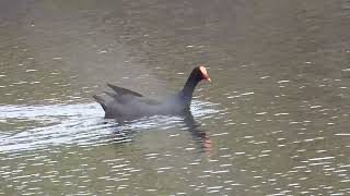 Dusky Moorhen Hervey Bay Qld [upl. by Sahc693]