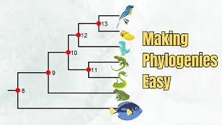 How To Read A Phylogenetic Tree  Introduction  5 Exercises [upl. by Auqinu]