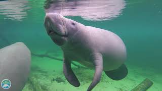 What is a manatee [upl. by Eerpud]