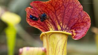 Fascinating Carnivorous Plants😈🍃🍃🌍  Discover The World strange plants [upl. by Meagher]