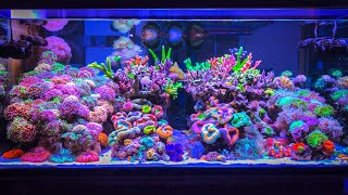 Is this the World’s Most Expensive Private Reef Tank Setup Saltwater Tank Tour [upl. by Wakerly]