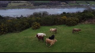 Hungry Mouths To Feed amp First Fresh Grass [upl. by Dodwell574]