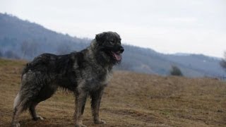 Ciobănesc Românesc Carpatin  Rumanian Sheepdog [upl. by Gingras]