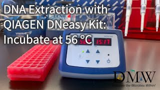 DNA Extraction with QIAGEN DNeasy Kit Incubate at 56°C [upl. by Winou]