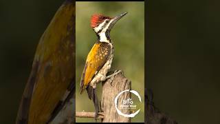 Black rumped Flameback woodpecker  golden flameback  woodpecker [upl. by Ahsirtal881]