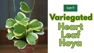 Variegated Heart Leaf Hoya Hoya kerrii Variegata  How to Grow and Care for the Heart Leaf Hoya [upl. by Leeth]