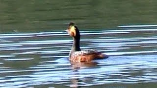 Eared Grebes Call  Breeding Plumage [upl. by Diskson975]