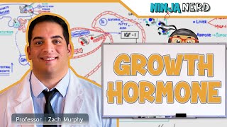 Endocrinology  Growth Hormone [upl. by Ayila151]